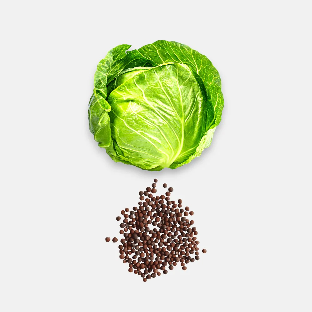 cabbage seeds ( 5g)
