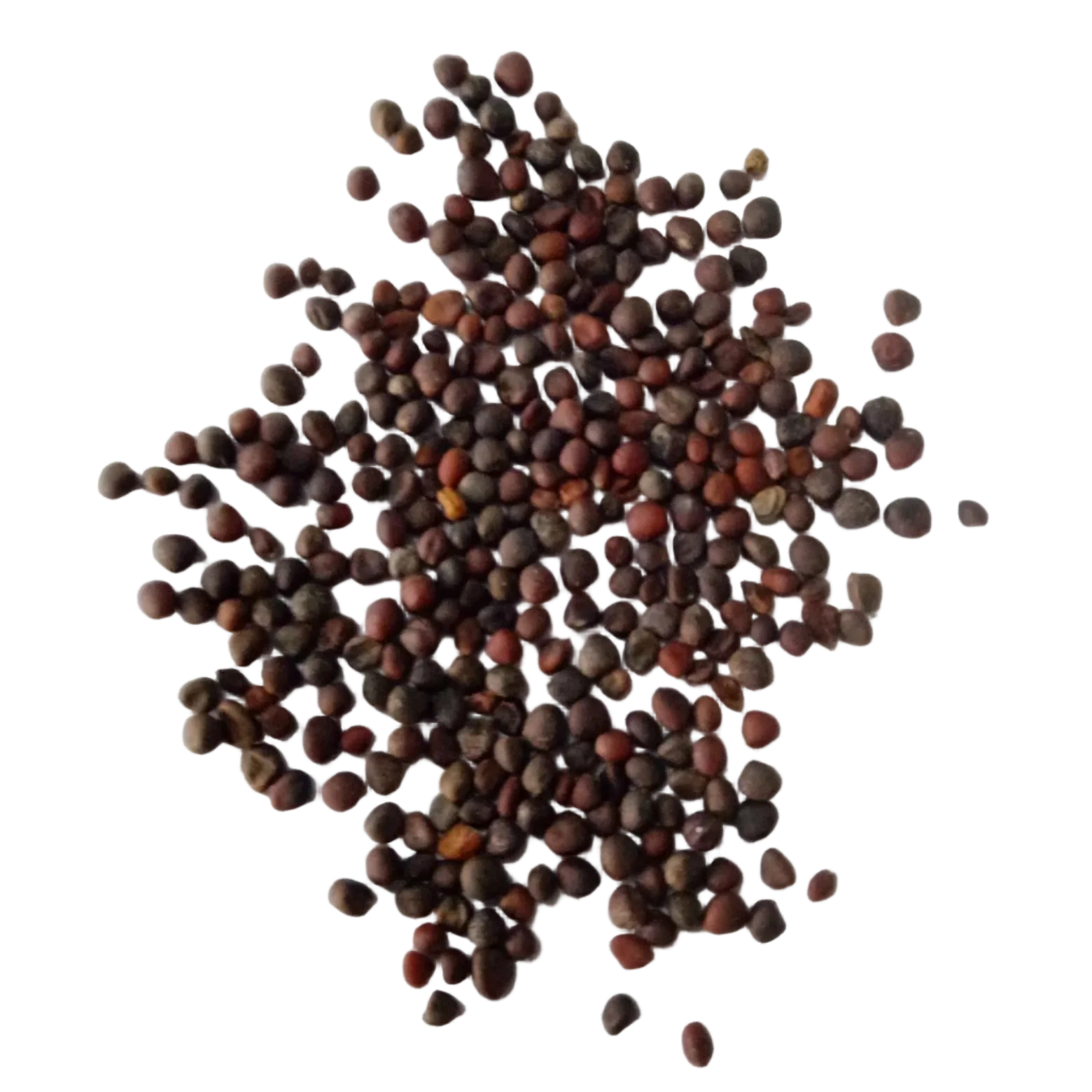 Kale seeds ( 5g )