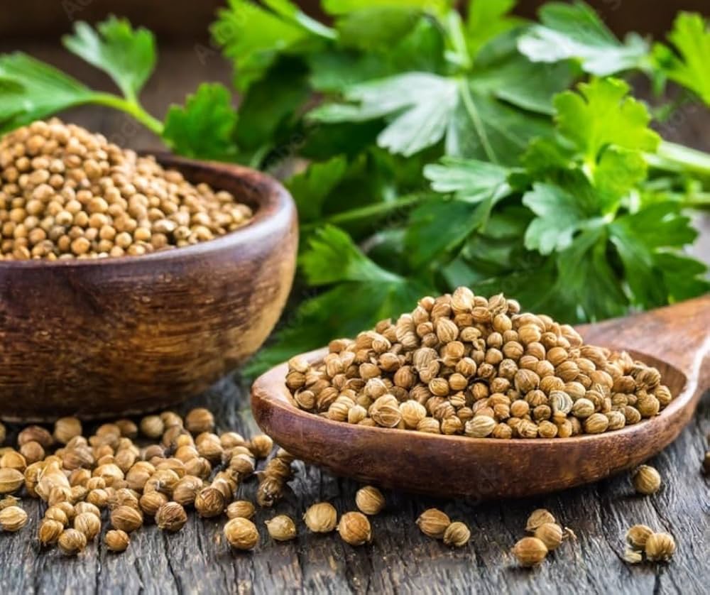 Coriander seeds ( 5g )