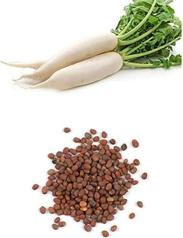 Radish seeds ( 5g )